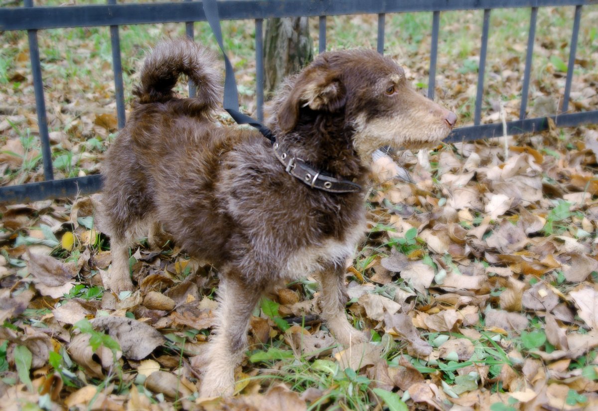 Лисья помски собака