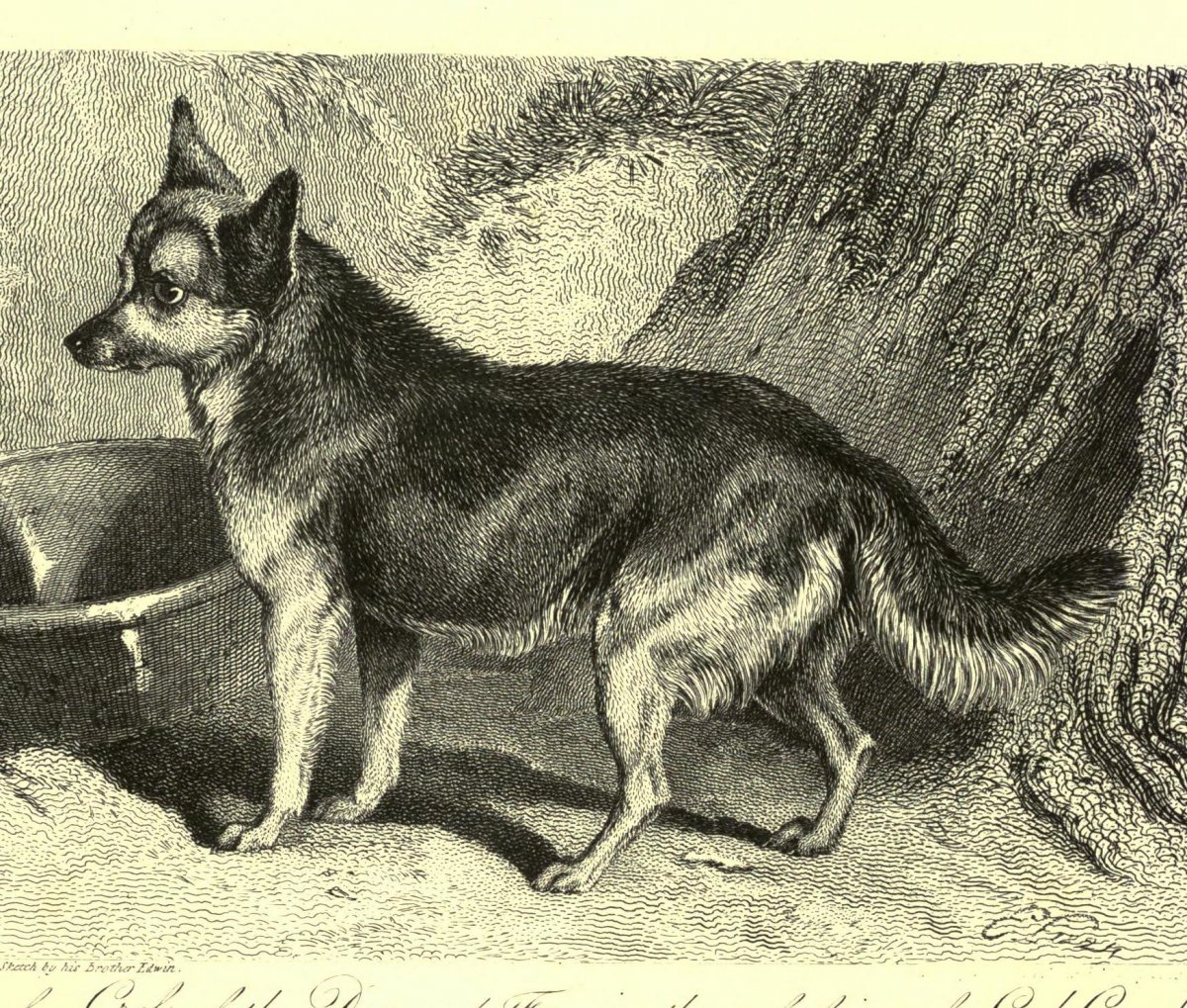 Лиса и собака гибрид