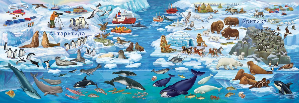 Животные Антарктиды для детей