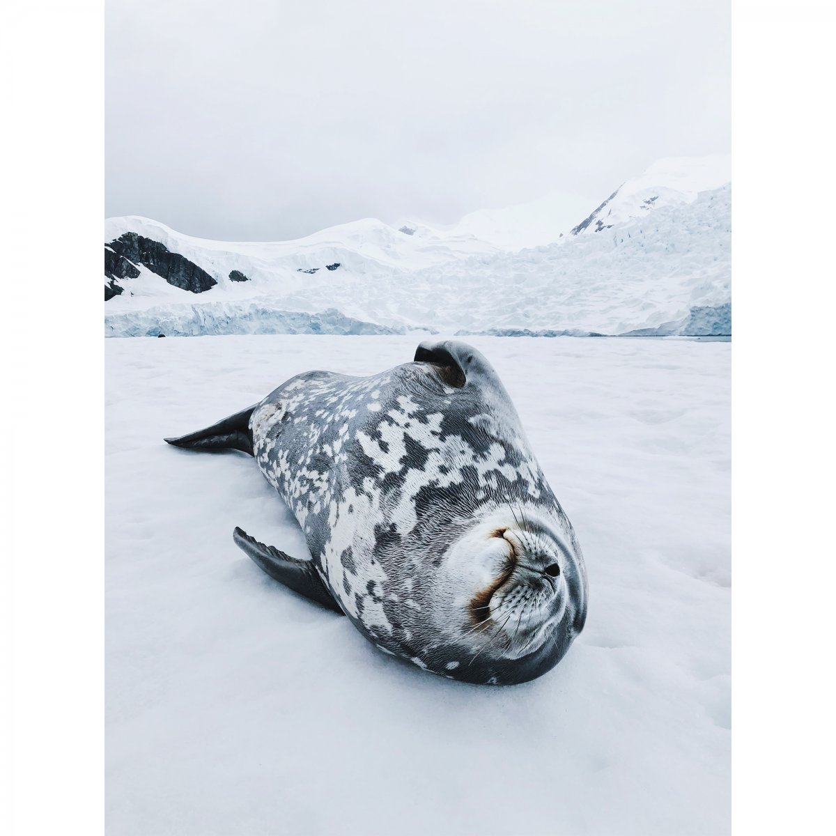Антарктический полуостров животные