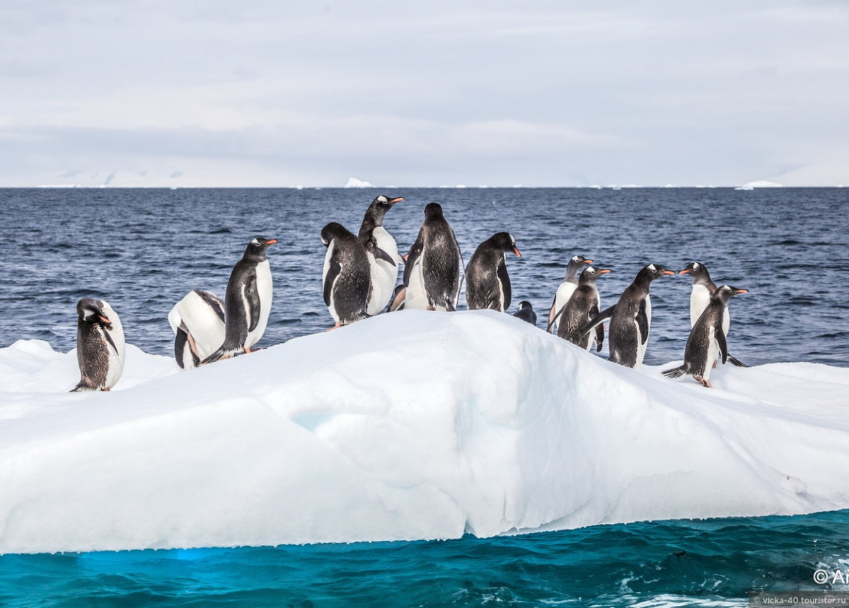 Тур в Антарктиду
