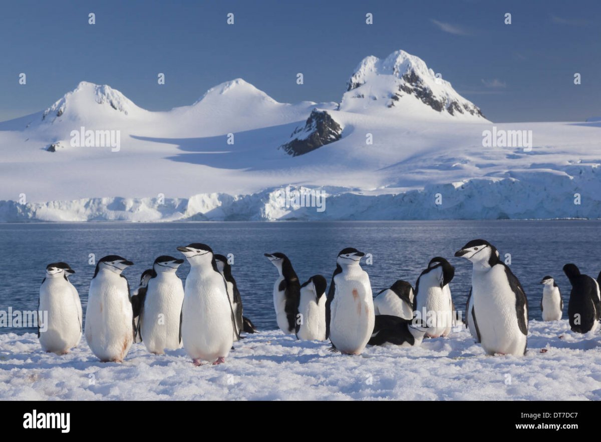 Торт Арктика Антарктида