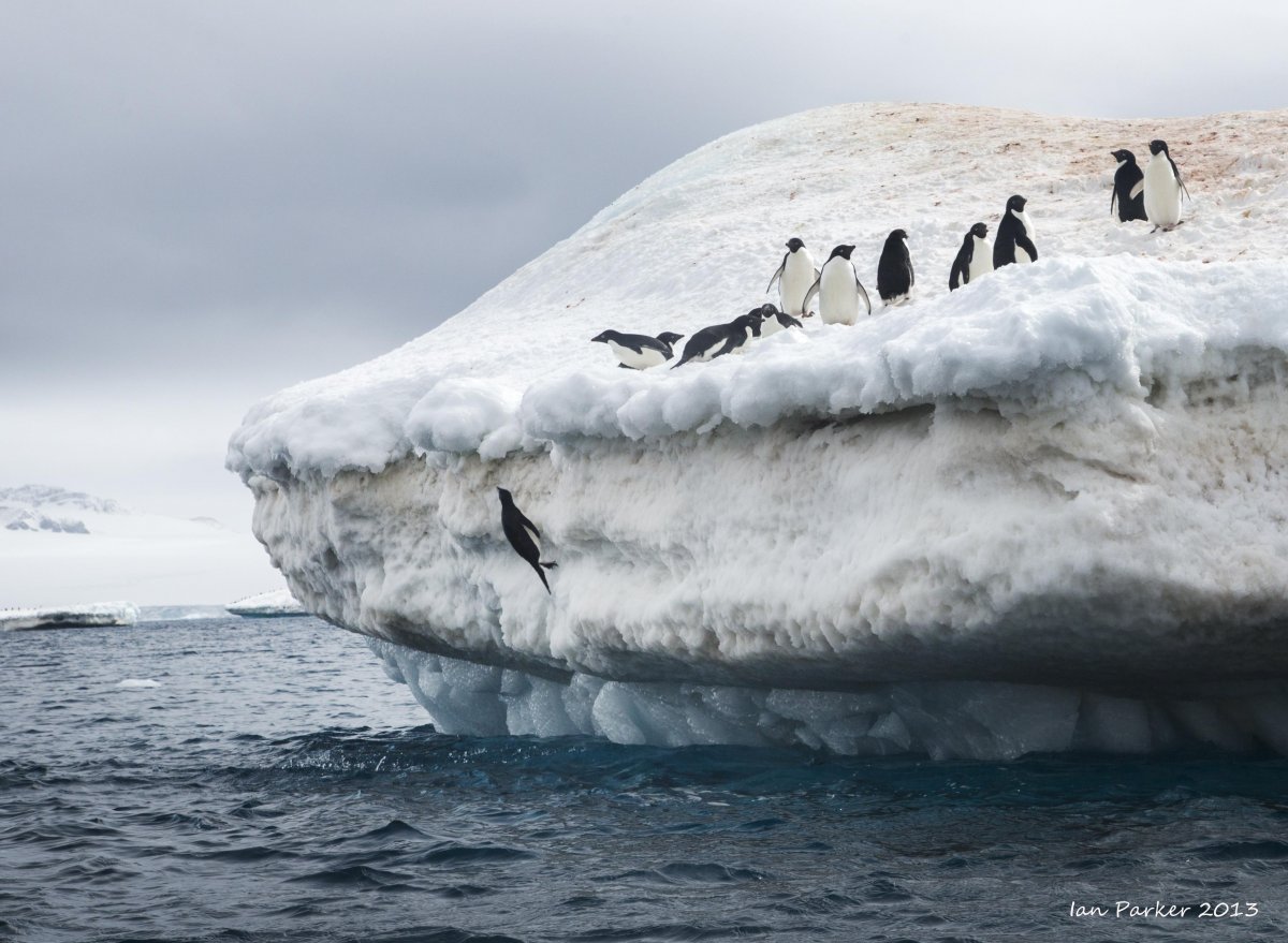 Морской леопард в Антарктиде