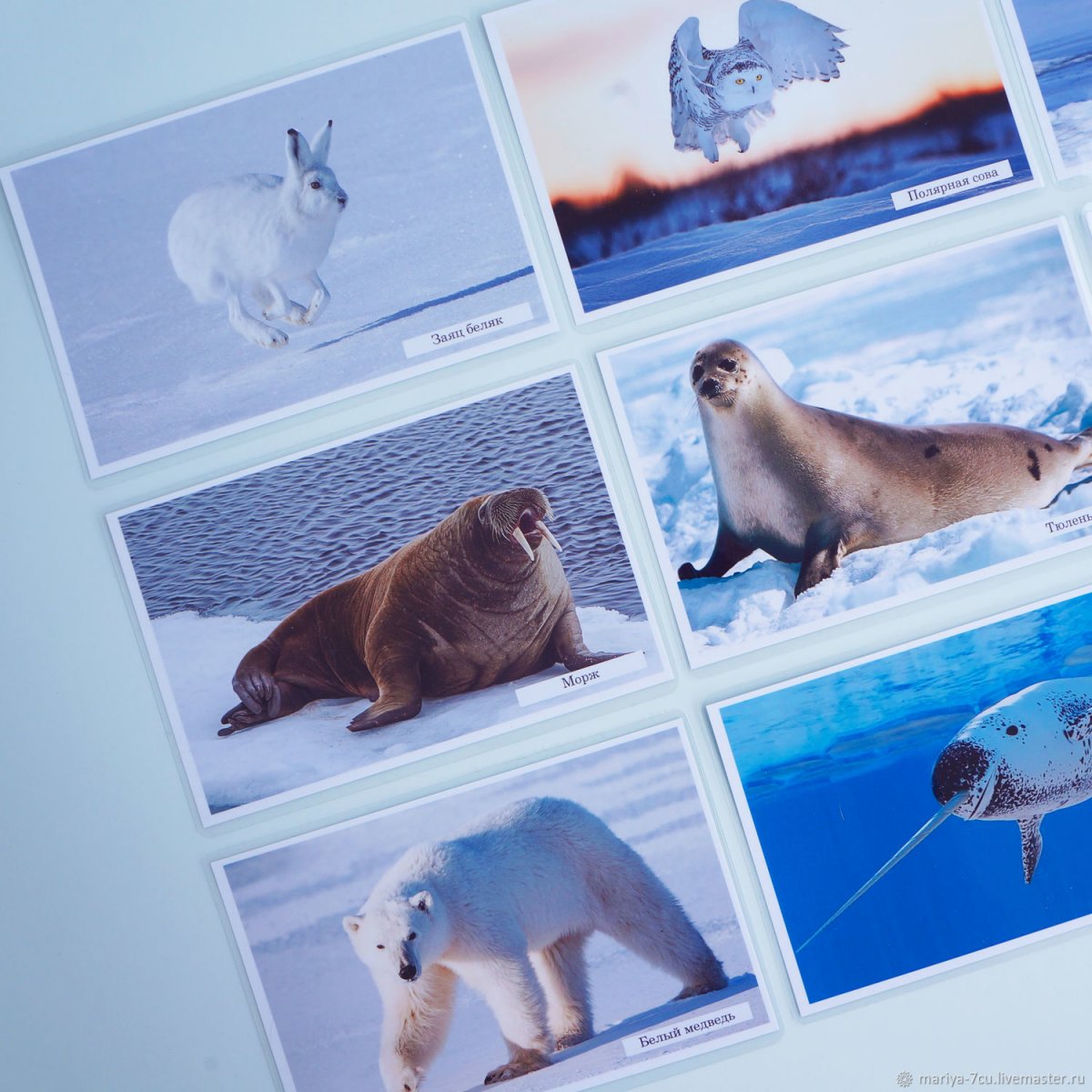 Набор животные Арктики в3467