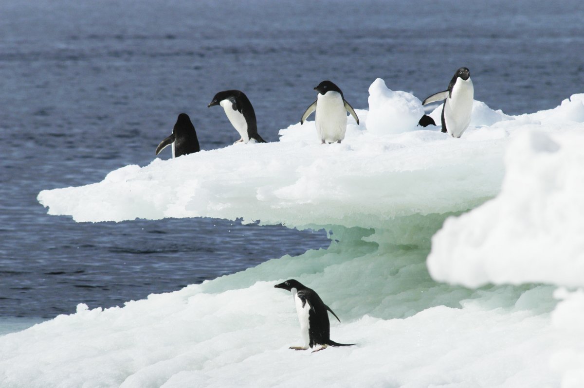 Животные Арктики и Антарктиды