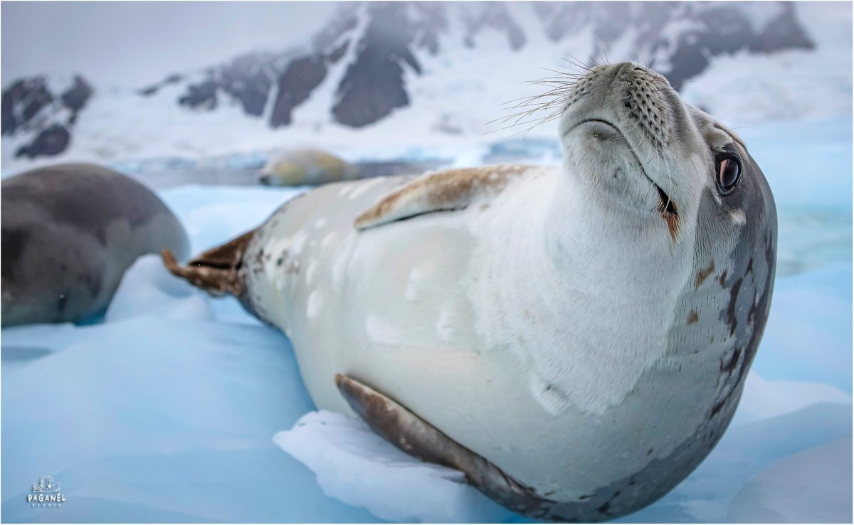 Животные Антарктиды картинки для детей