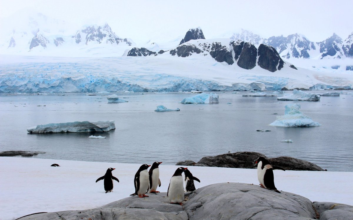Королевский Пингвин в Антарктиде