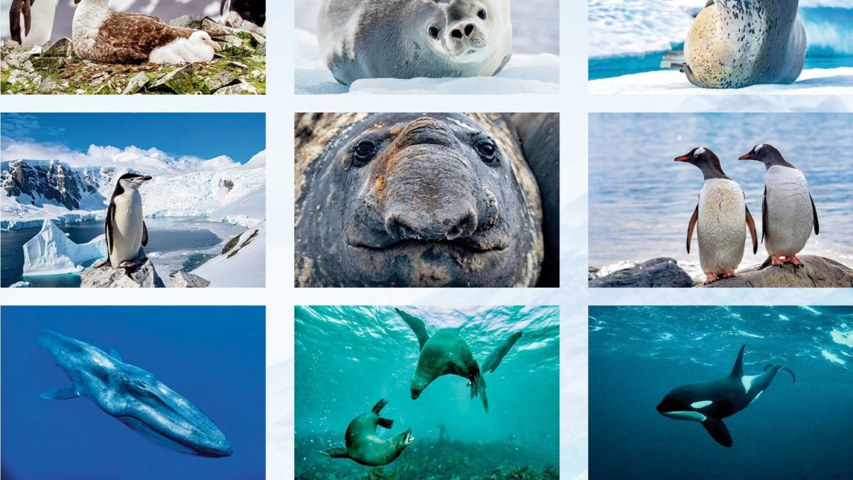 Растительный мир Антарктиды 7 класс география