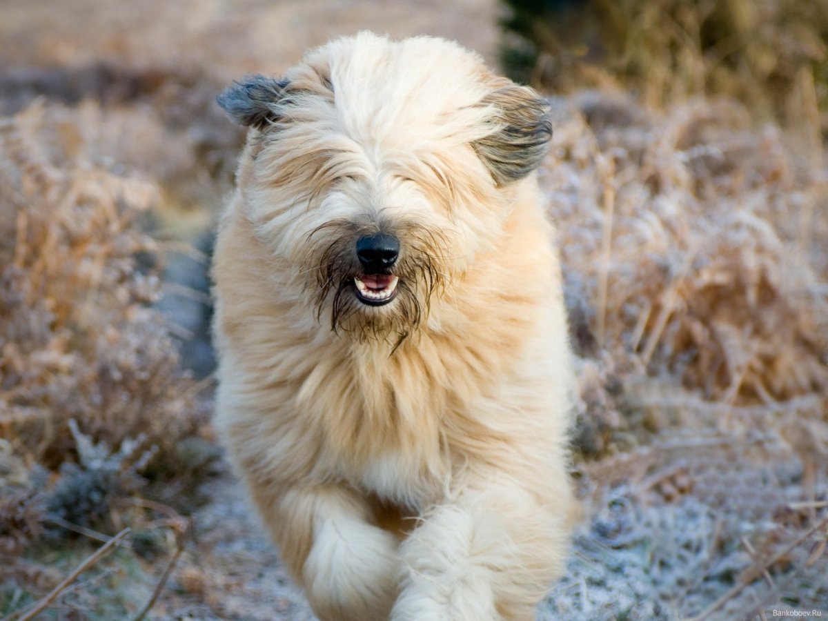 Немецкая овчарка длинница