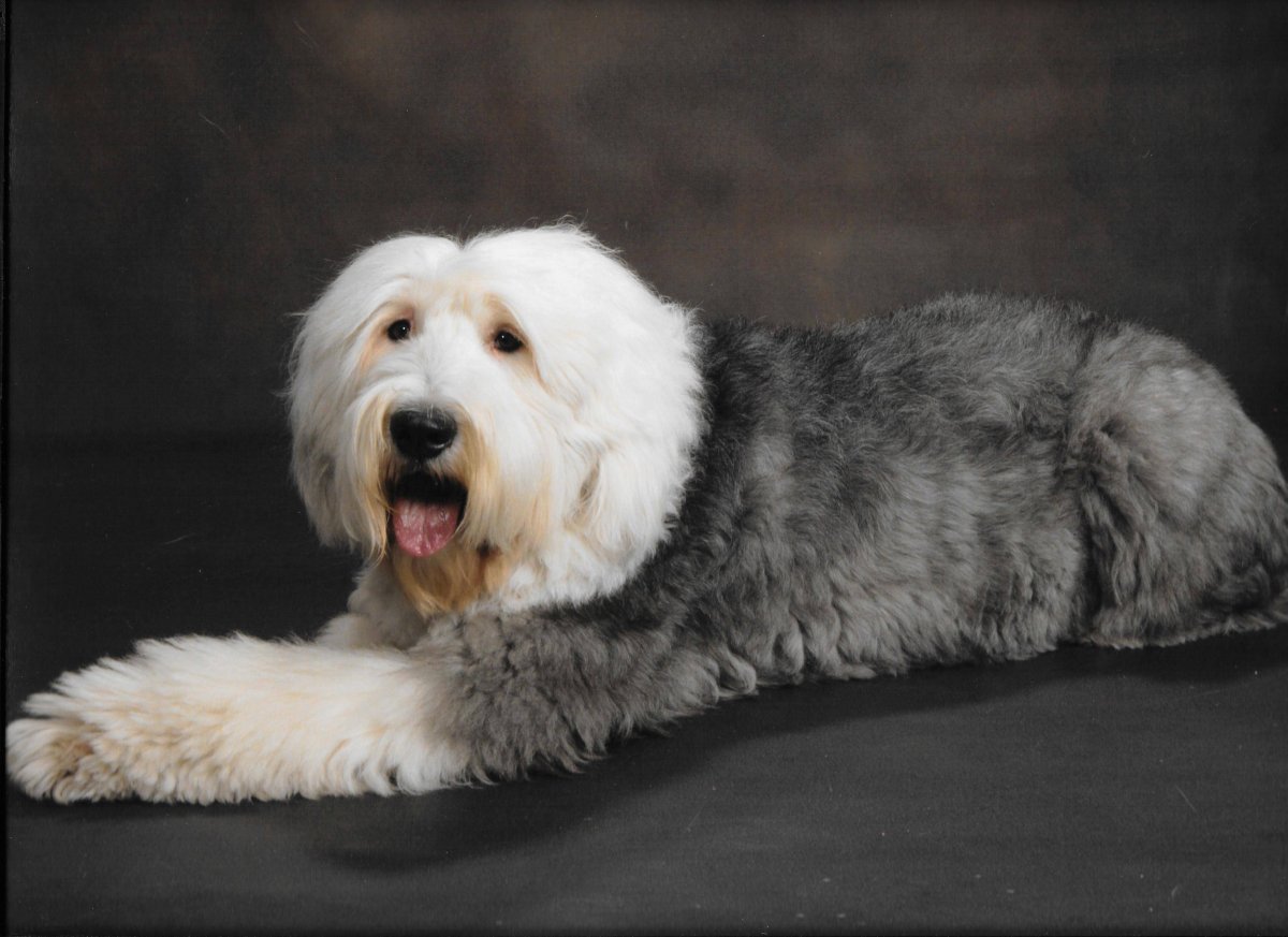 Немецкая овчарка 2005