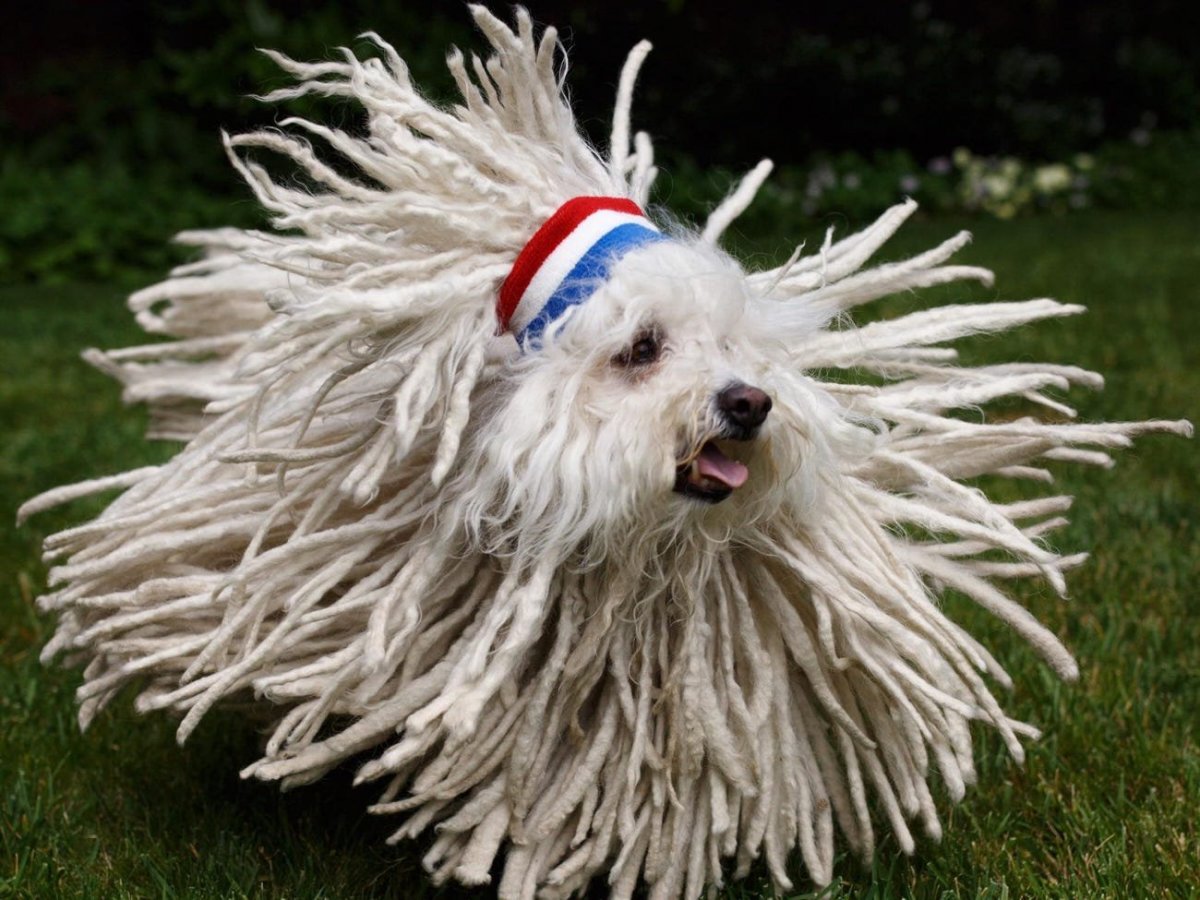 Самая лохматая овчарка Алиса