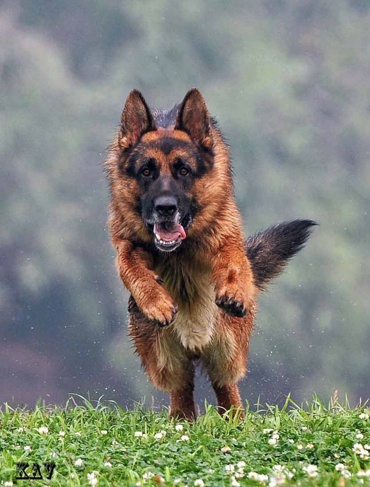 Бобтейл собака