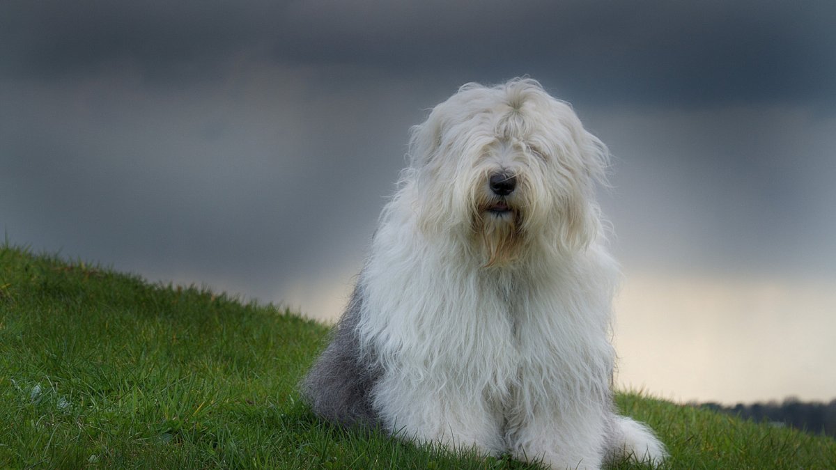 Черная лохматая овчарка