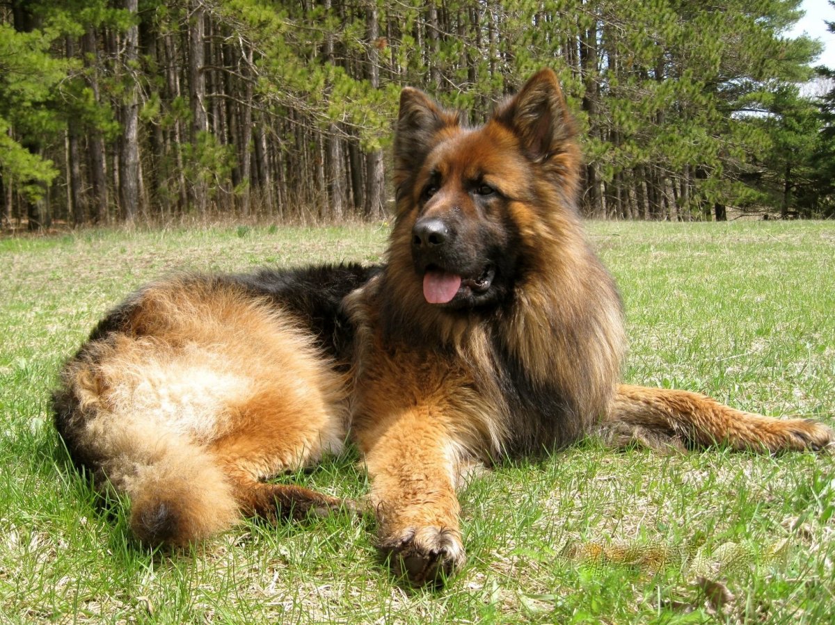 Порода собак бобтейл