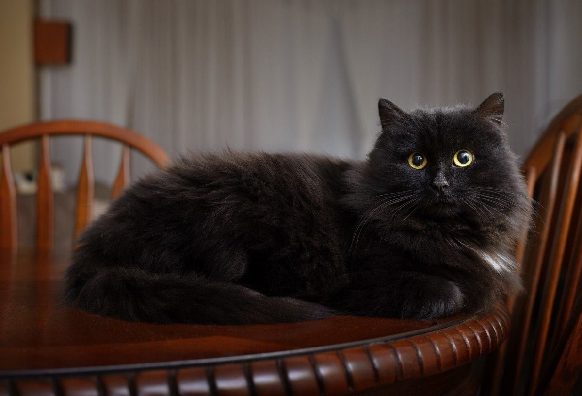 Сибирский кот черный