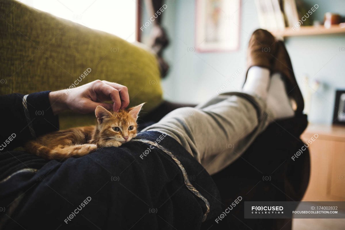 Кошка на коленях