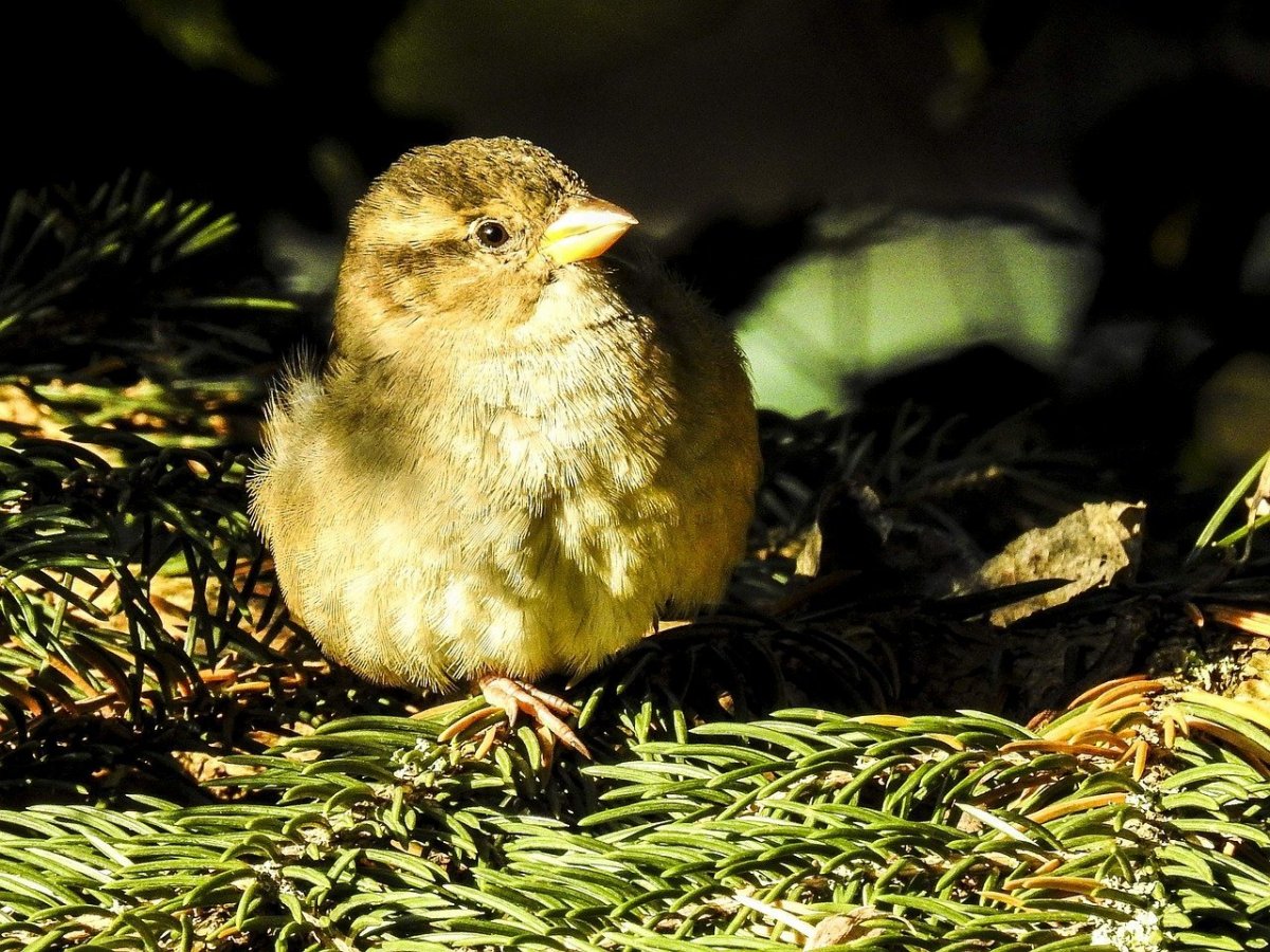 Птенец слеток