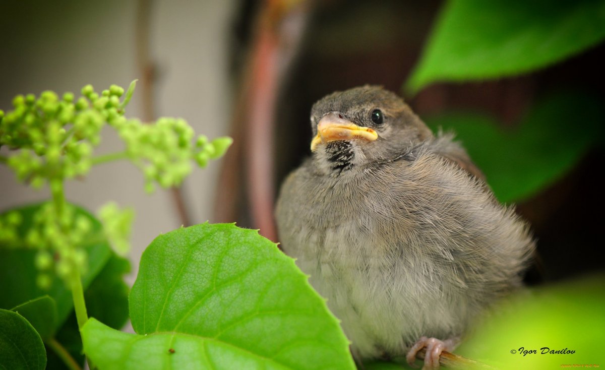 Птенец Чайки подросший