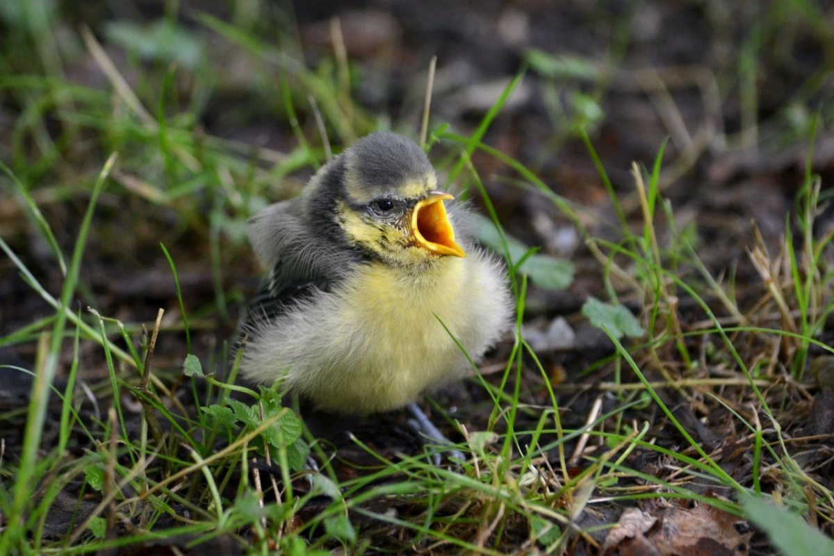 Желторотик птица птенец