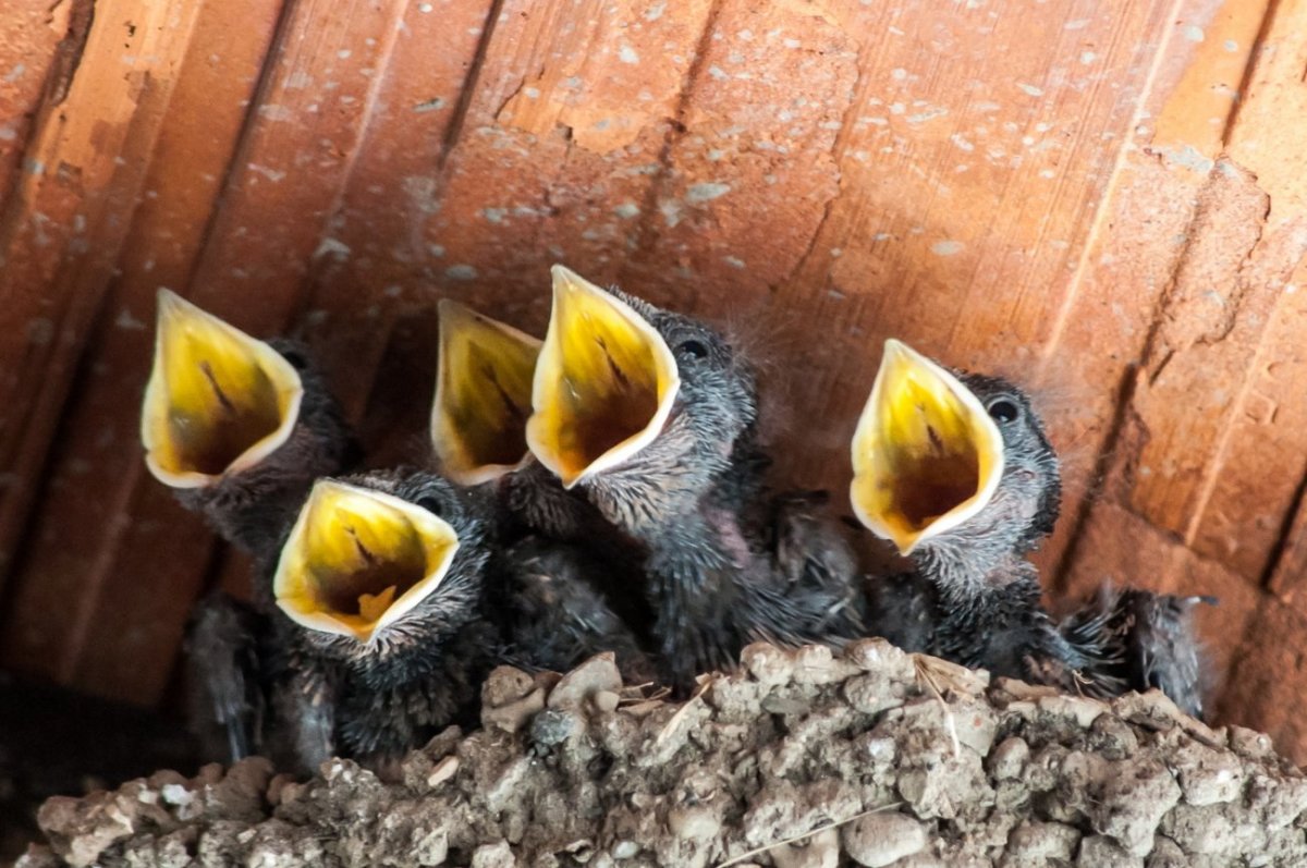 Птица с желтым ртом