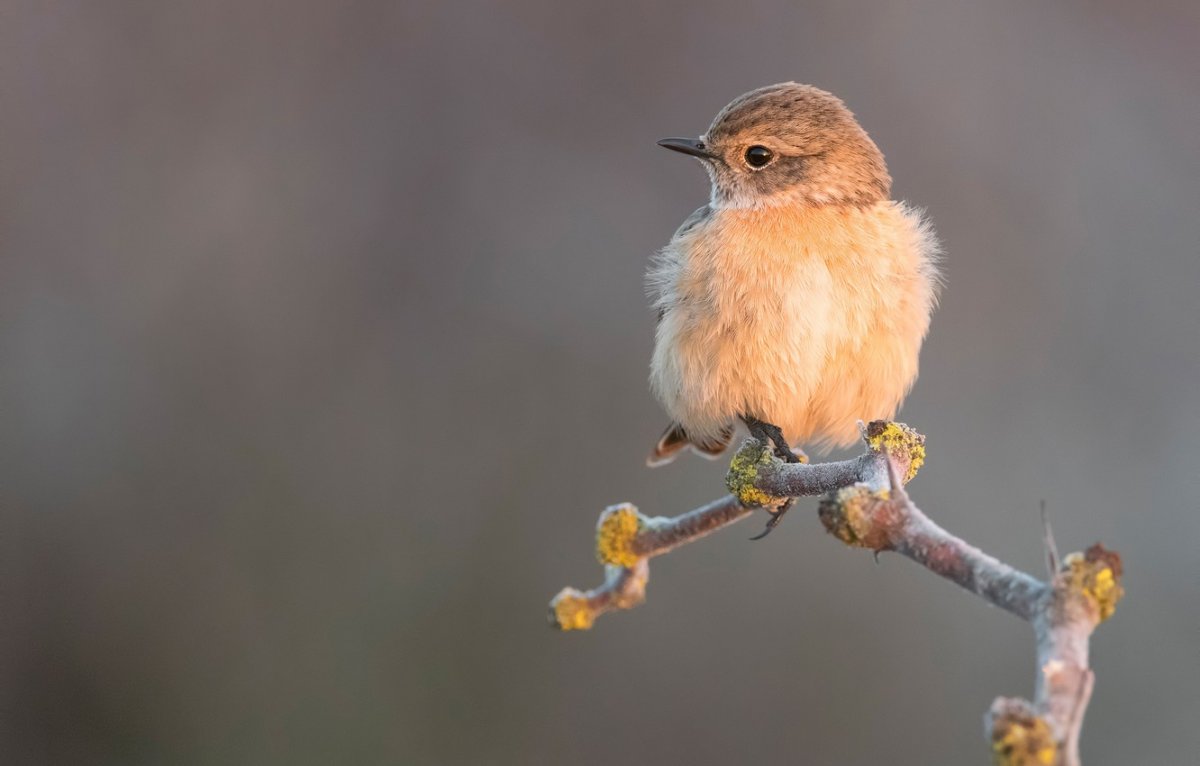 Красивые птицы с птенцами