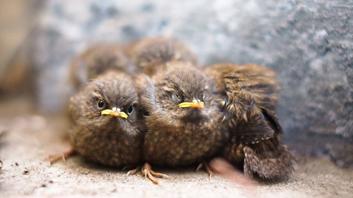 Золотоголовая Цистинола