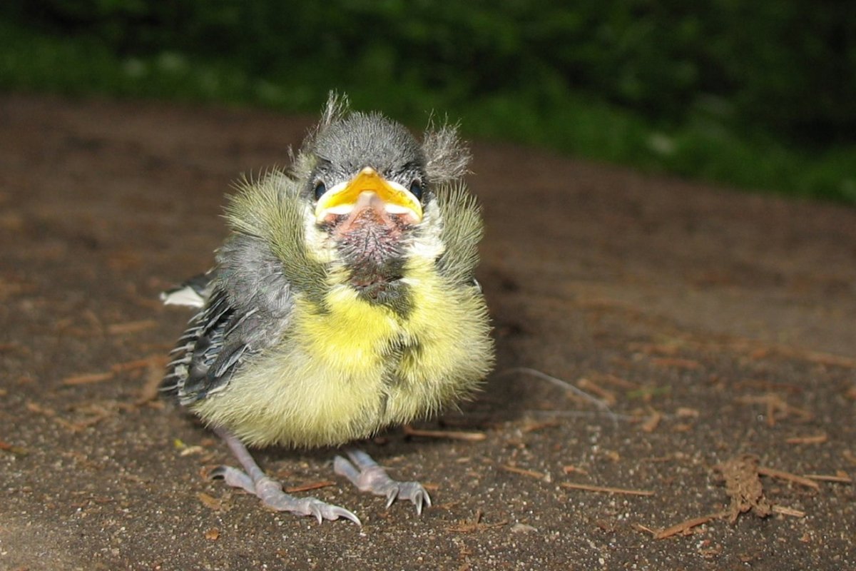 Цыпленок желторотик