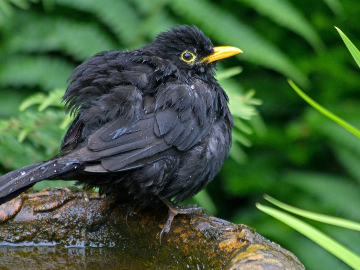 Дикие птицы без фона фото