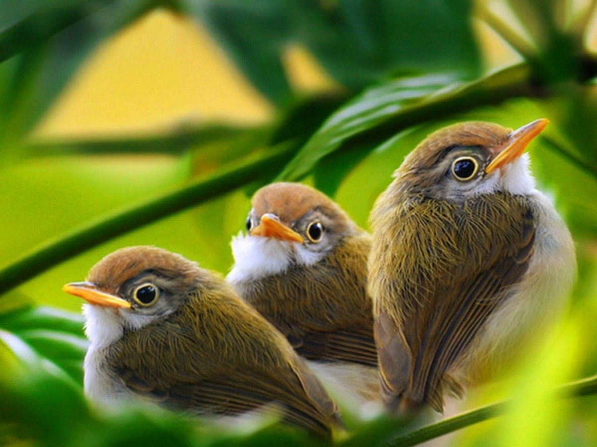 Природа птицы