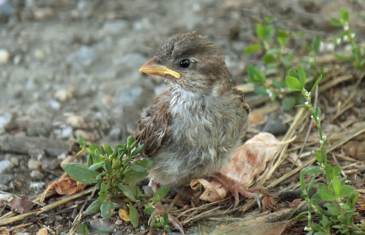 Милые цыплята
