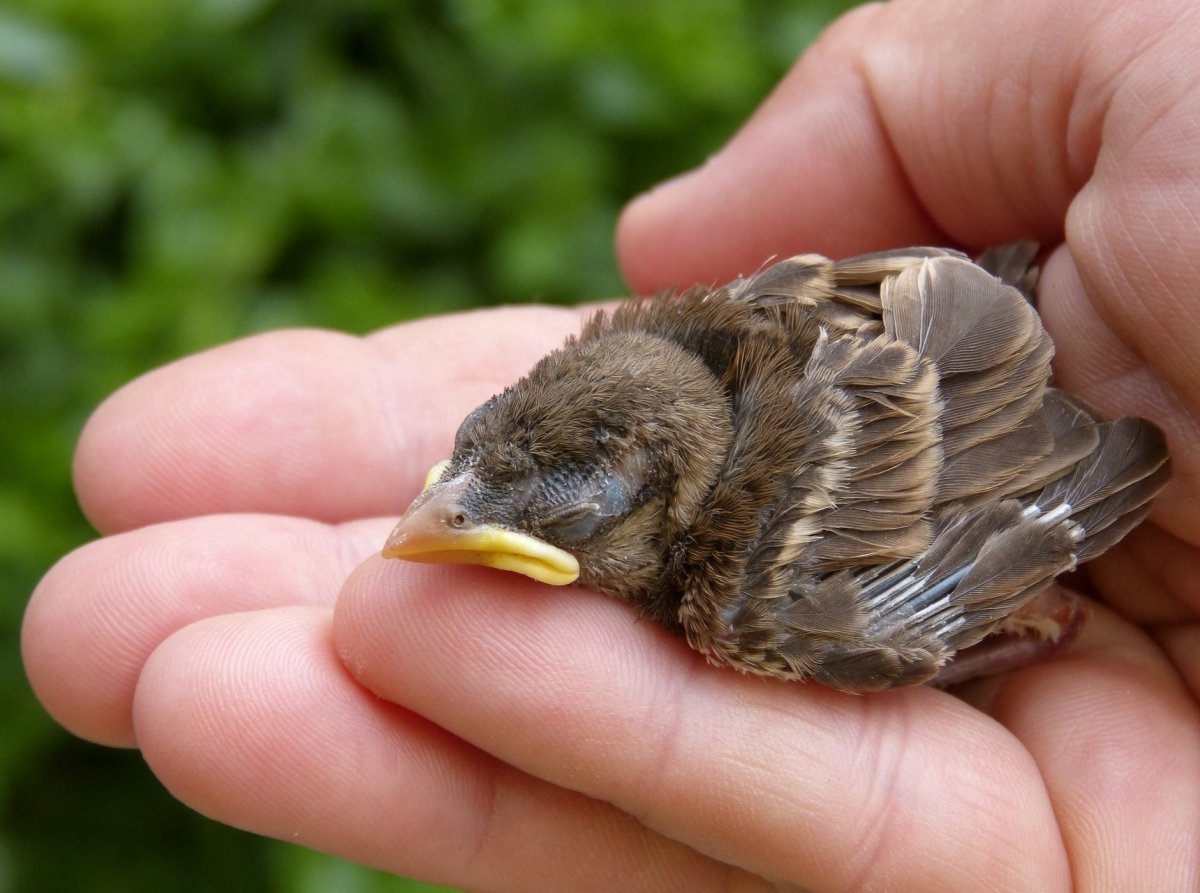 Птенцы желторотики