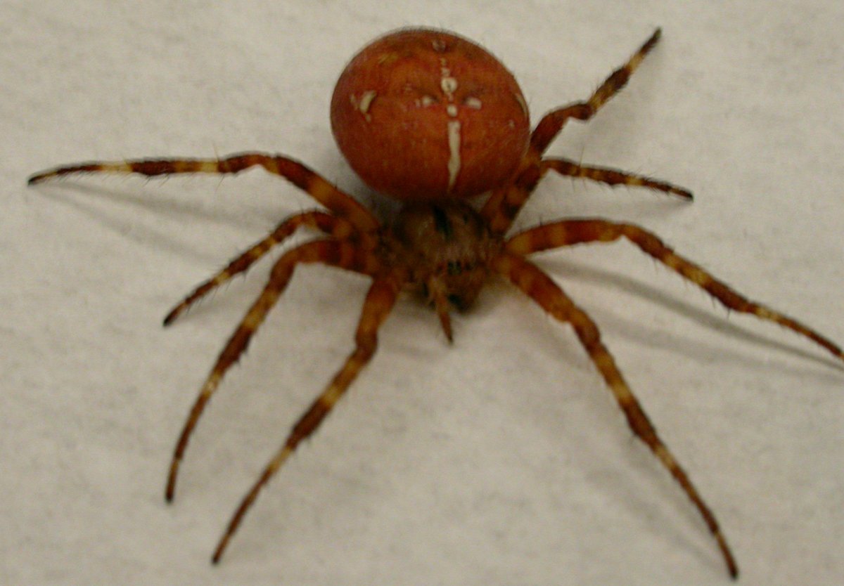 Каракурт паук паутина