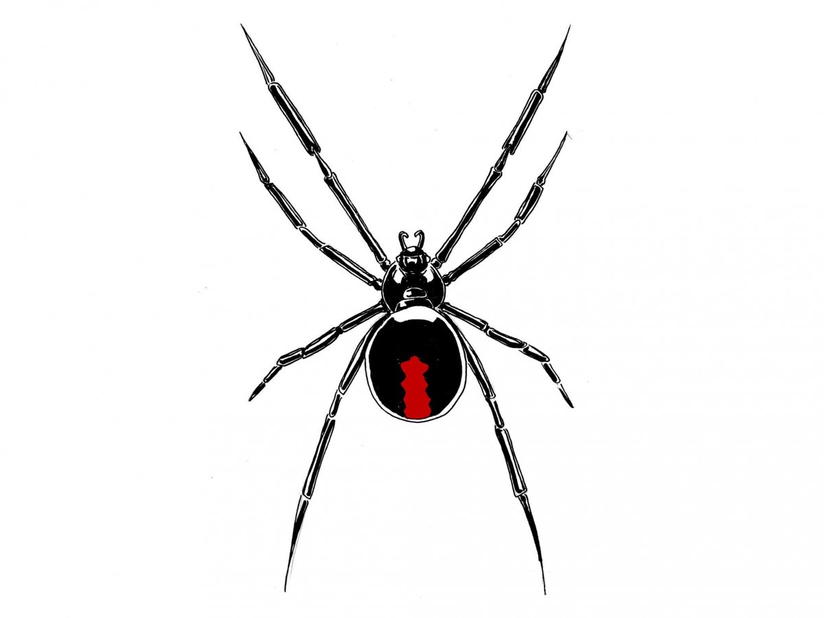 Белый паук с коричневым узором