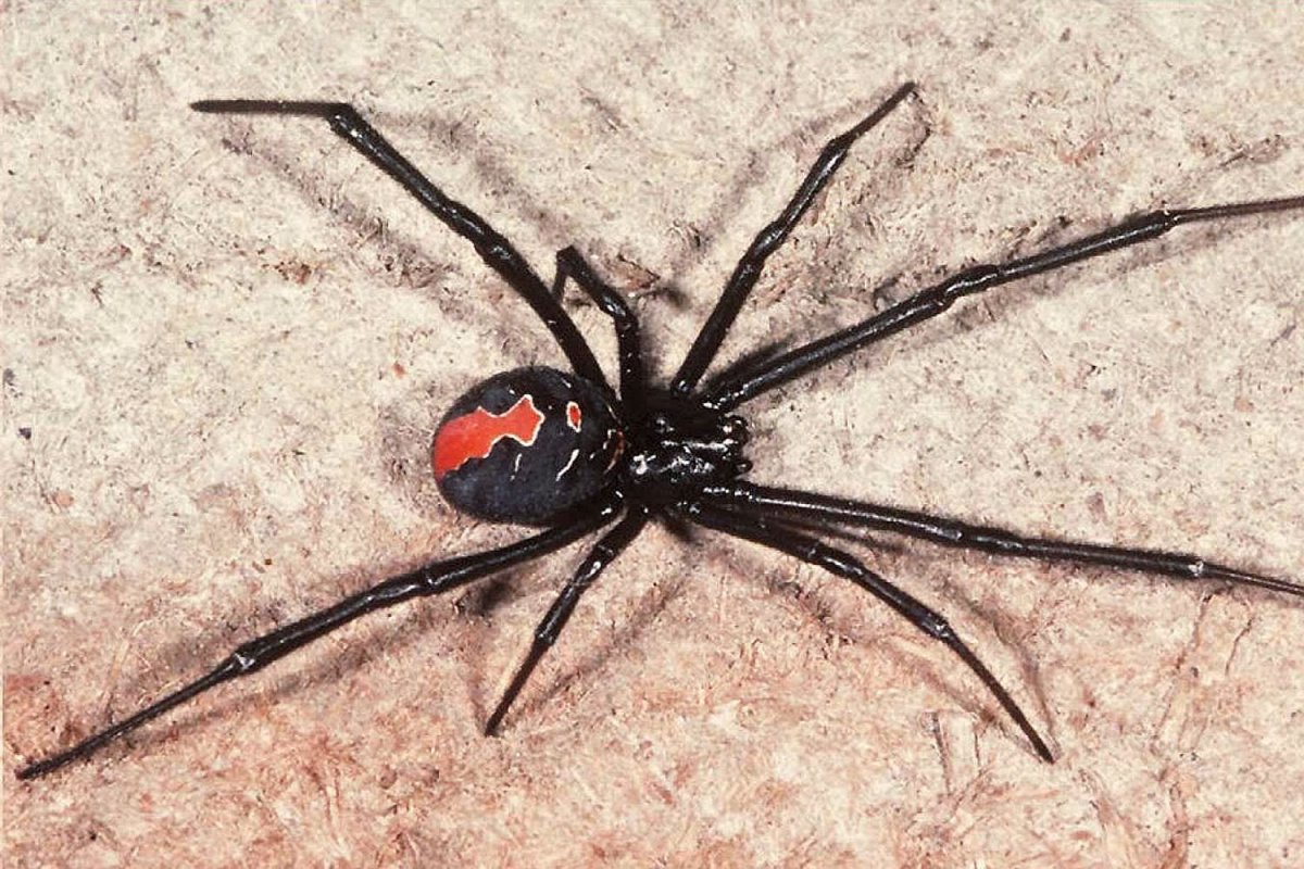 Redback Spider паук