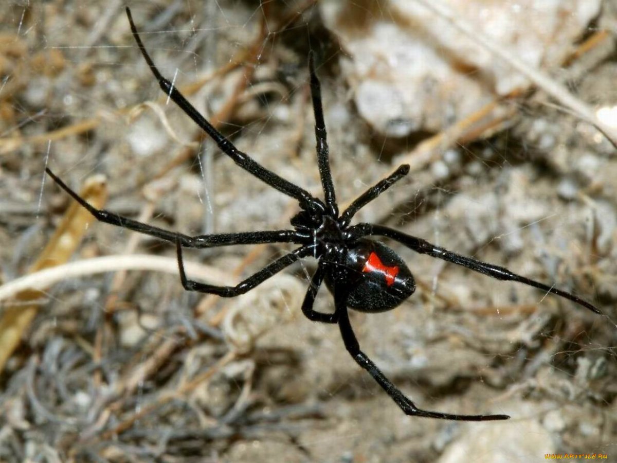 Паук Крестоносец черный