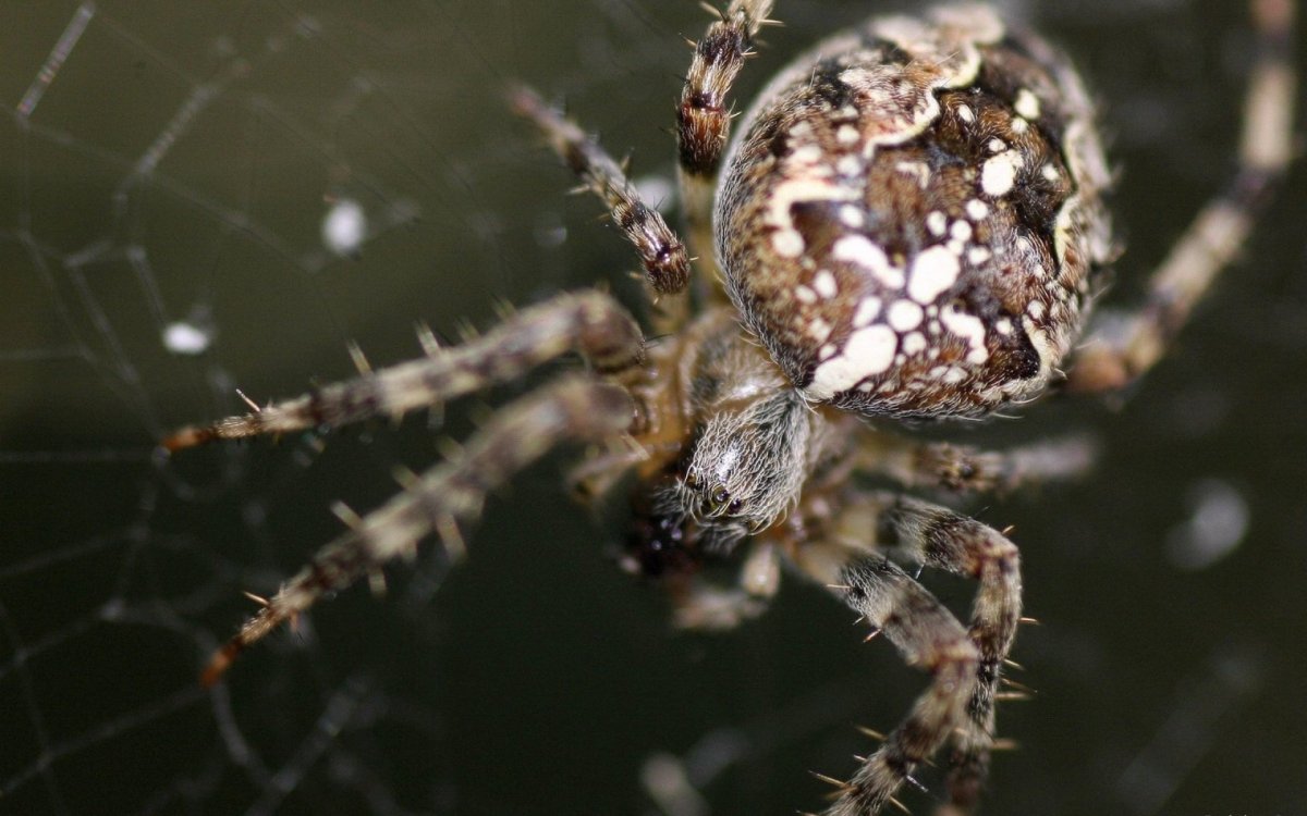 Паукообразные паук крестовик