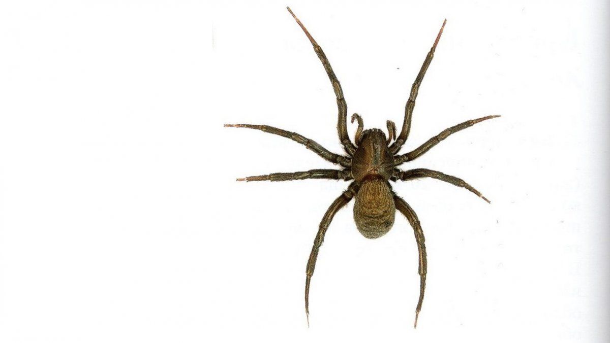 Паук на черном фоне