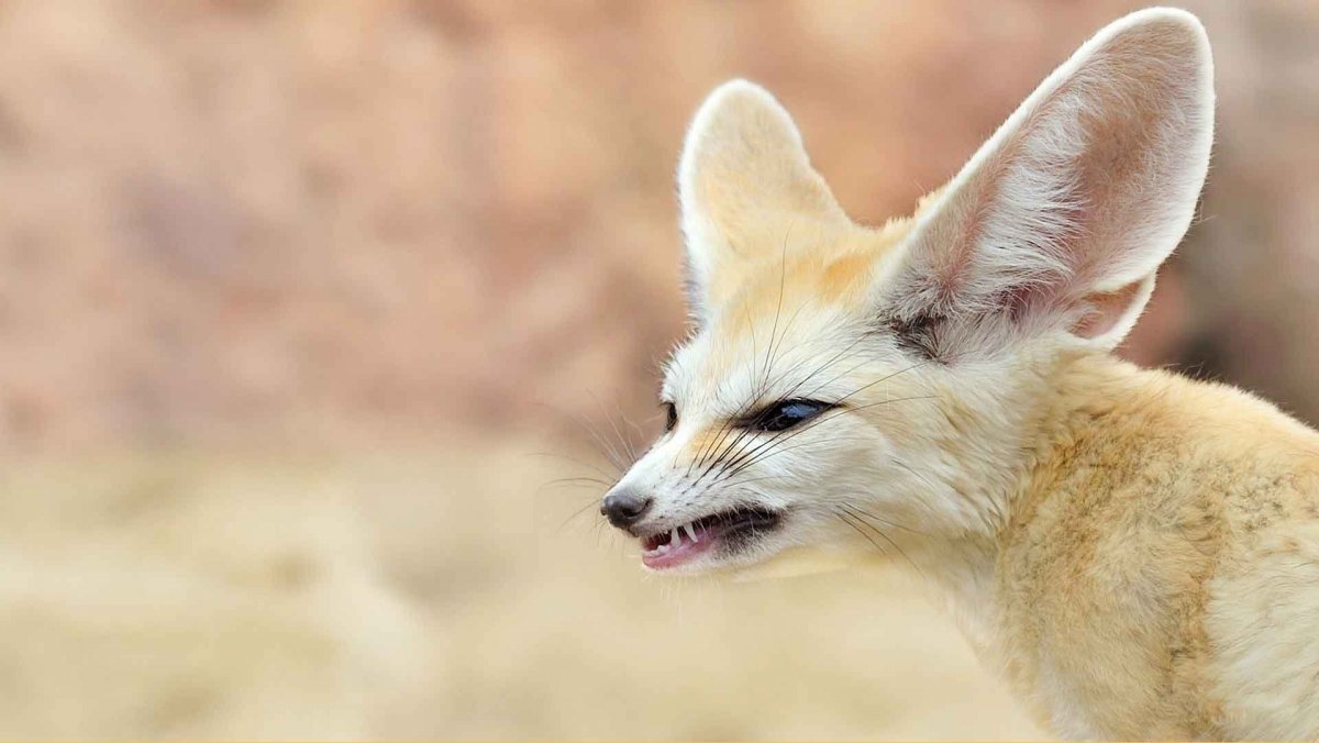 Маленькая Лисичка фенек