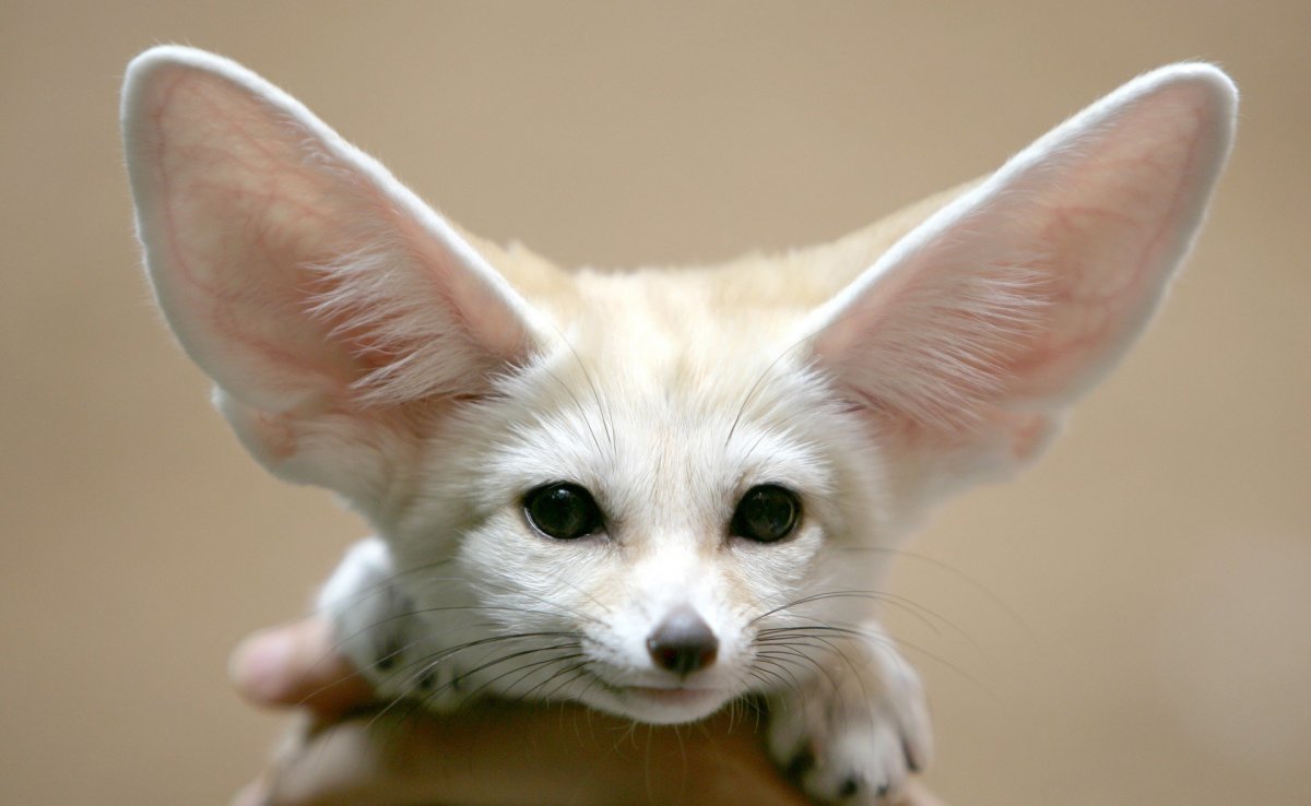 Песчаная лисица фенек