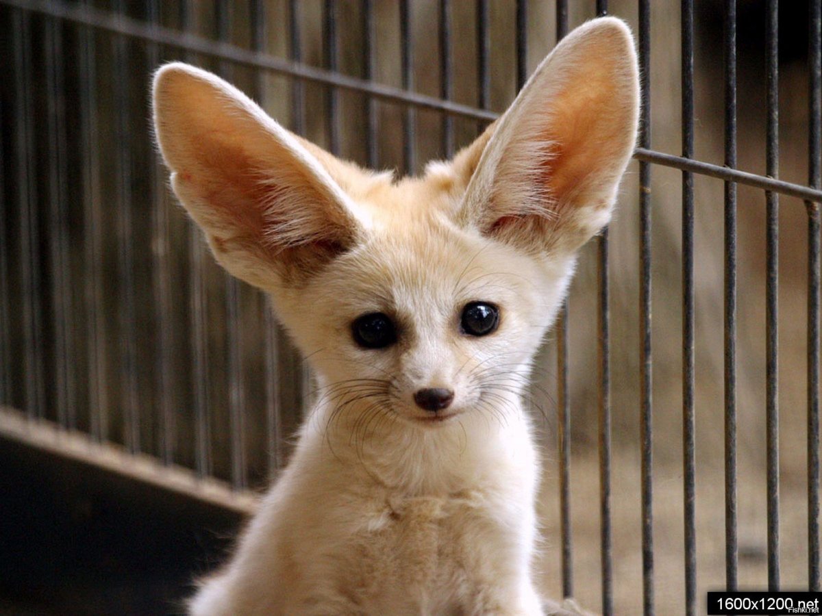 Порода фенек