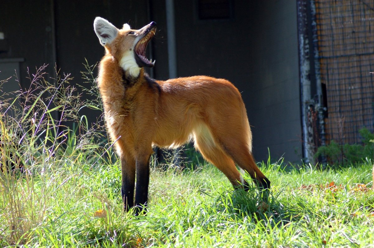 Вельш корги рыжий