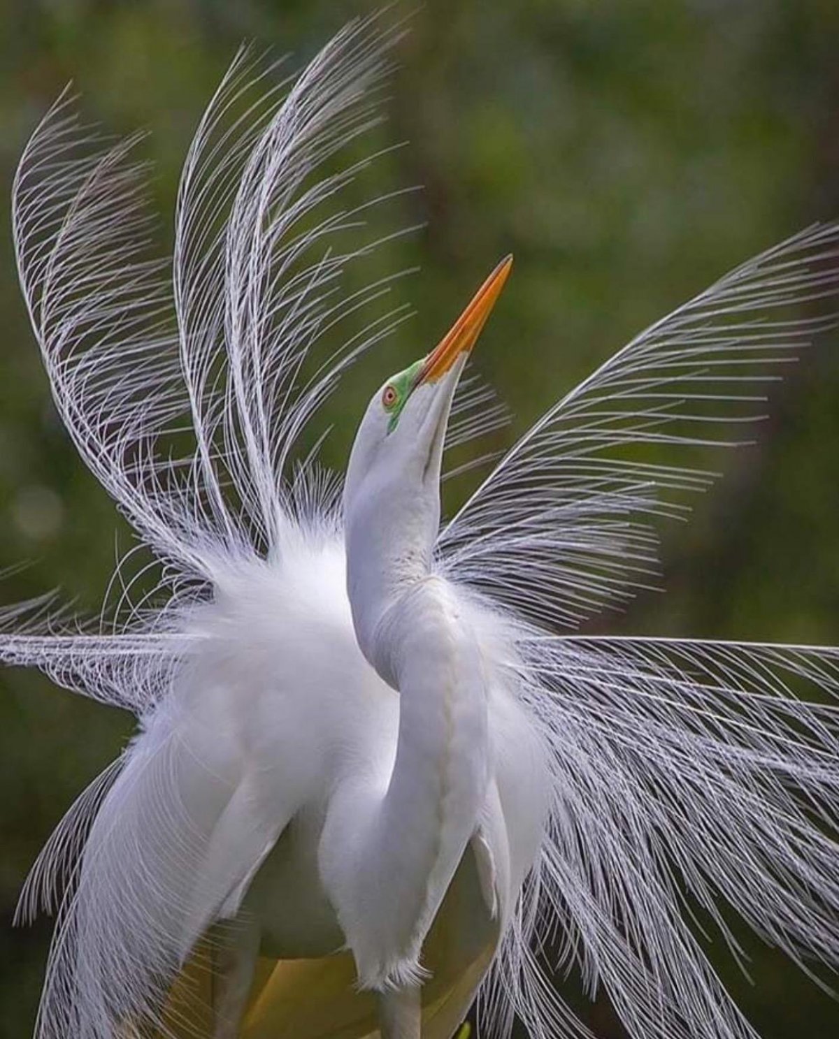 Веероносный венценосный голубь