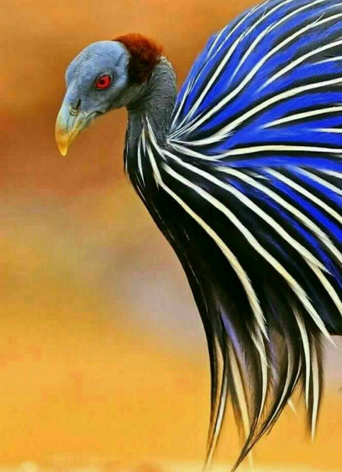 Мандаринка птица