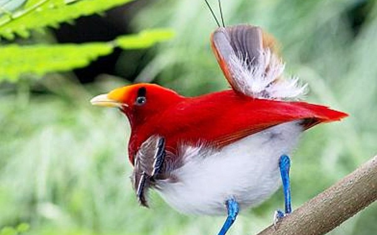 Удивительные птицы