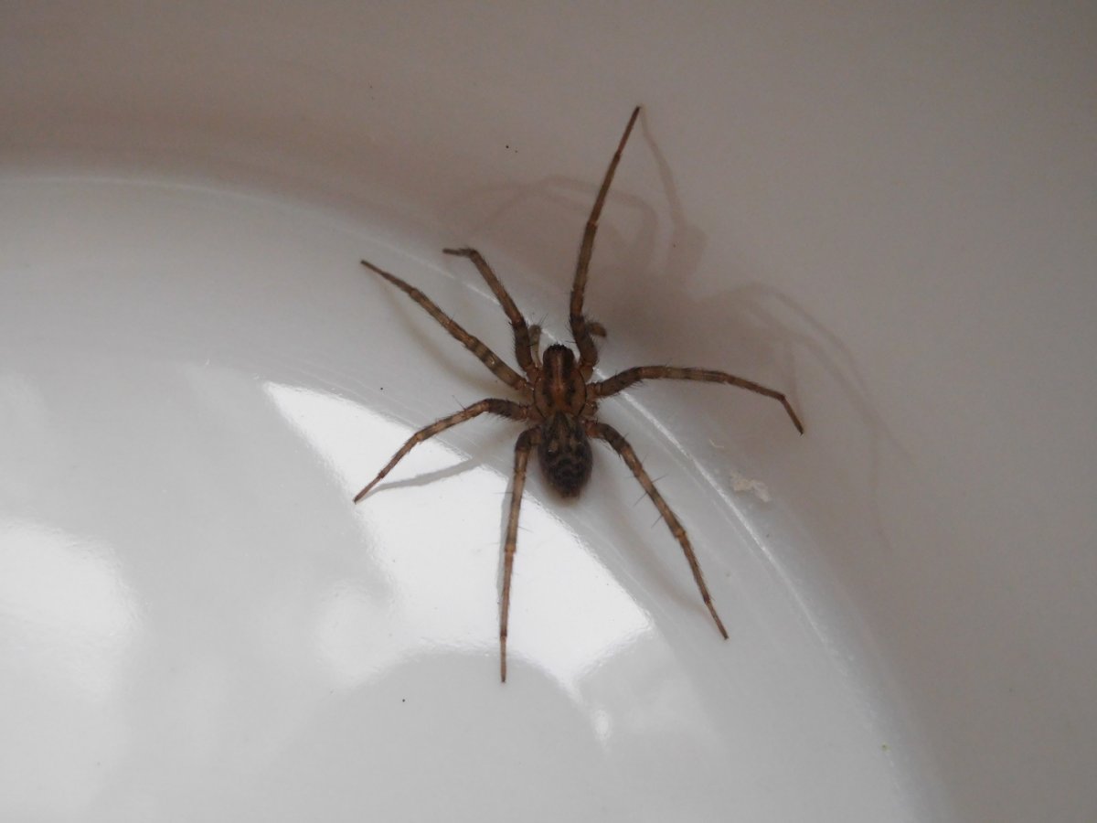 Мизгирь паук домашний черный