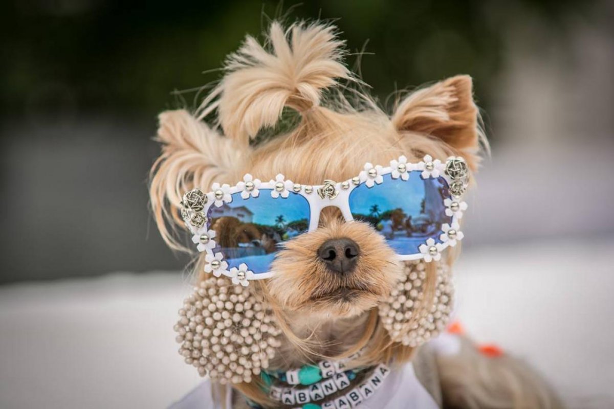 Зоопортреты Yago partal