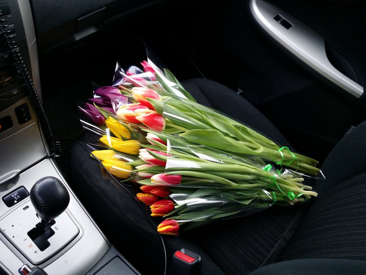 Тюльпаны автомобильные
