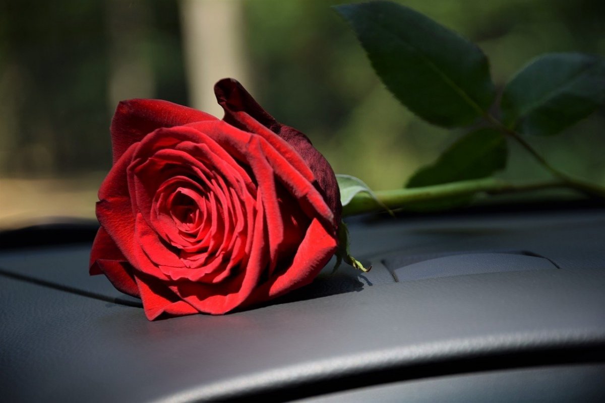 Цветы в машине