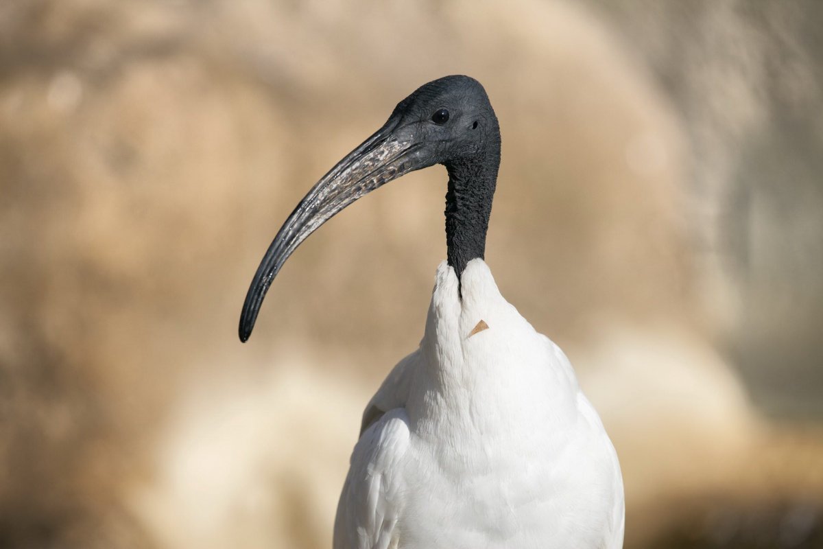 Ибис Священная птица Египта