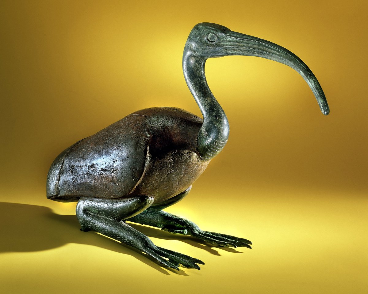 Птица алый Ибис